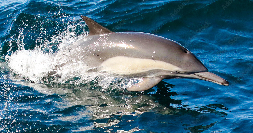 Naklejka premium Common dolphin