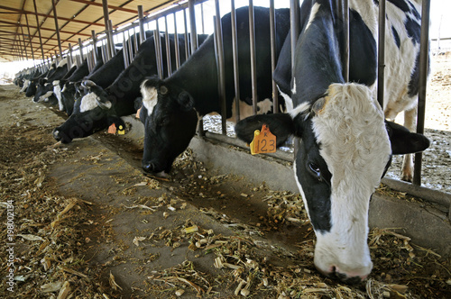 pasture cattle are eating grass