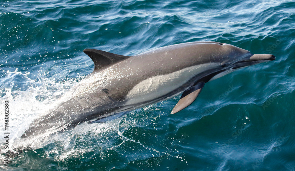 Fototapeta premium Common dolphin