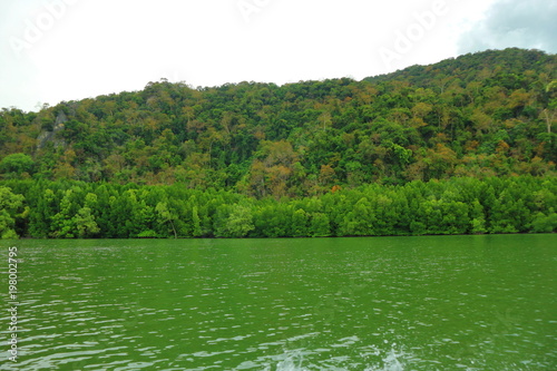 Mangrove, mangrove forest