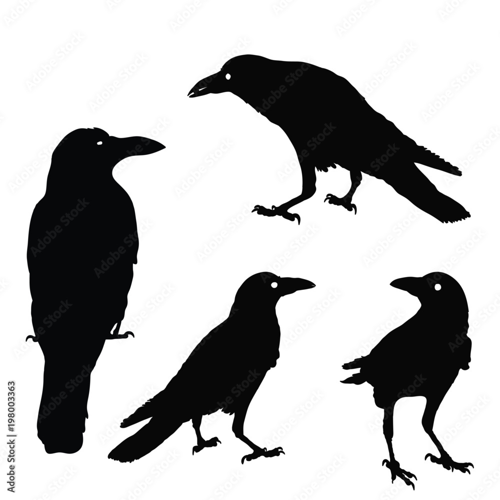 Fototapeta premium silhouette of a crows in different positions. vector illustration. black ravens on grey. Isolated. rook illustration.