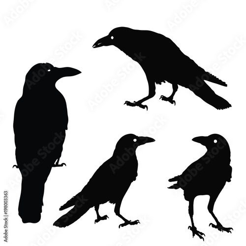 Canvas Print silhouette of a crows in different positions
