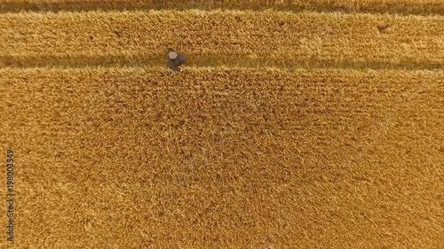Cornfield in Ireland