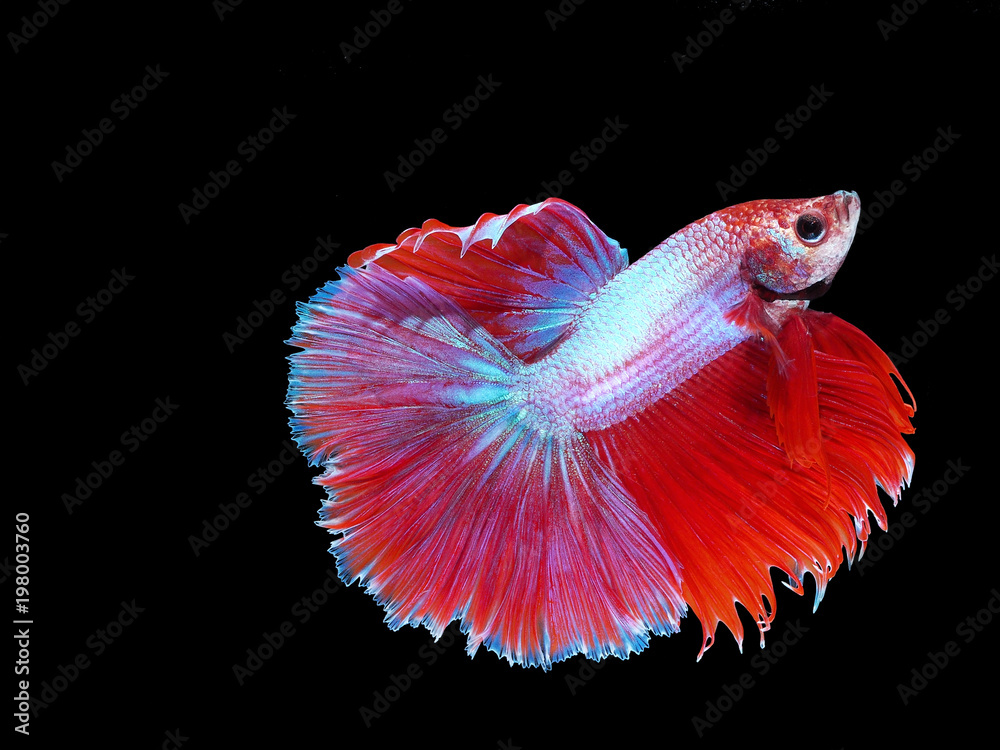 Siamese fighting fish. Betta Splenders. Half moon fish. Swimming fish. Siamese fighting fish. Betta Splenders. Half moon fish. Swimming fish.