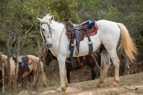 Fototapeta Naklejka Na Ścianę i Meble -  Saddled white horse in the valleys of Vinales.