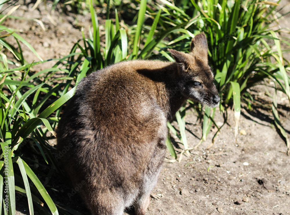 Fototapeta premium Red necked wallaby or Bennett wallaby (Macropus rufogriseus)