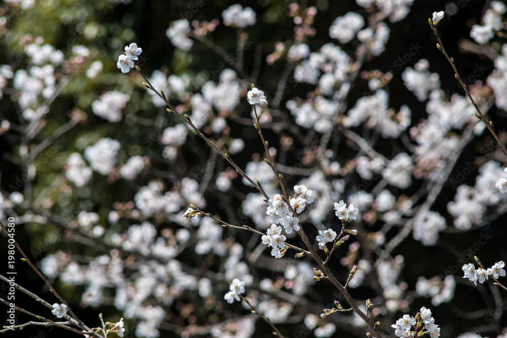japanese cherry japanese cherry