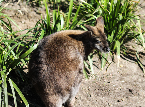 Red necked wallaby or Bennett wallaby (Macropus rufogriseus)