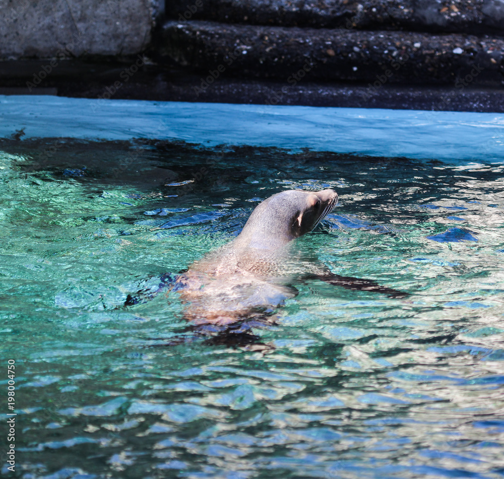 Obraz premium California sea lion (Zalophus californianus) swimming in lake