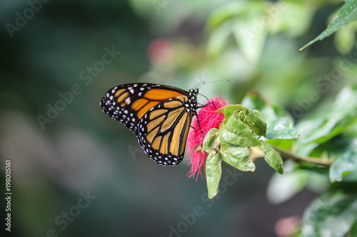 close up of monarch butterfly (Danaus plexippus) collecting nectar from flower © Michael Meijer