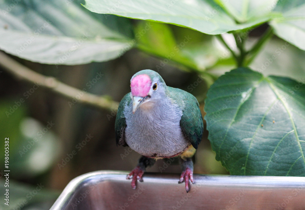 Obraz premium beautiful fruit dove (Ptilinopus pulchellus)