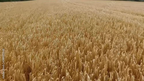 Cornfield in Ireland
