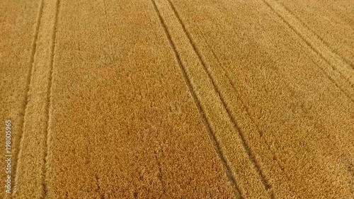 Cornfield in Ireland