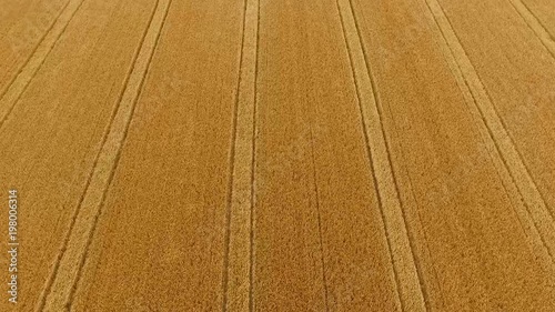 Cornfield in Ireland