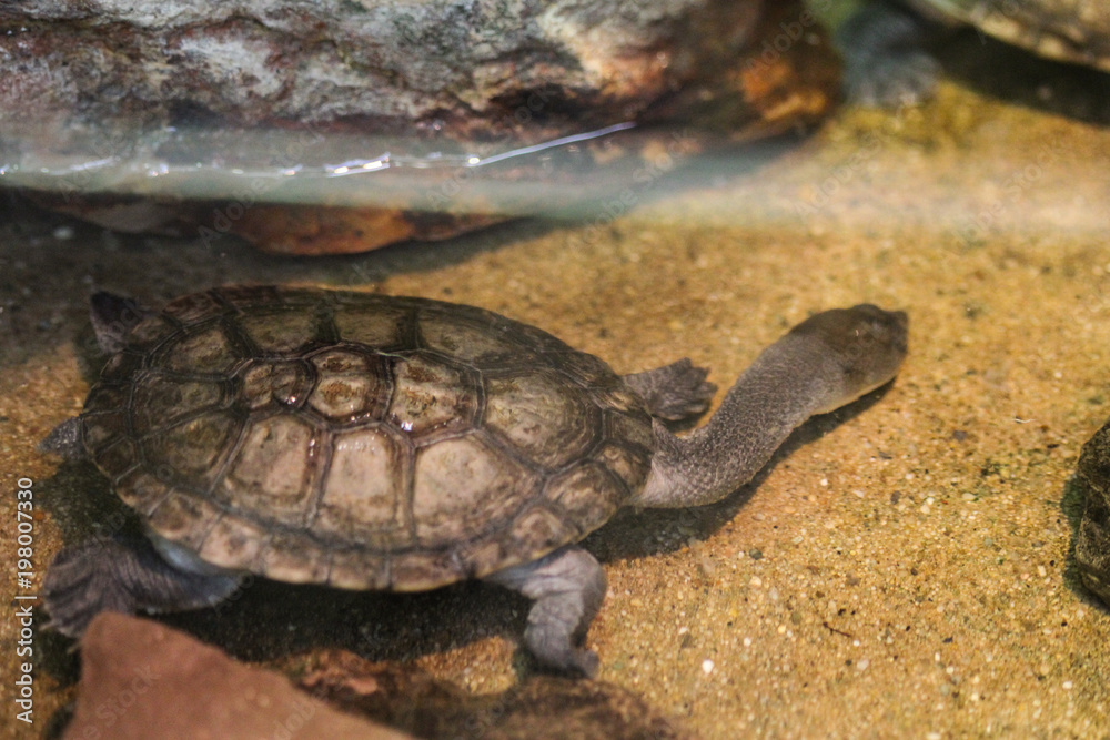 Fototapeta premium Roti Island snake necked turtle (Chelodina mccordi)
