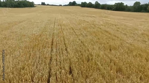Cornfield in Ireland
