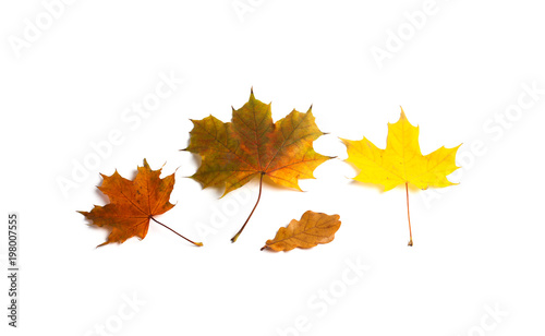 Multicolored autumn leaves set on white background. Yellow orange brown leaves of maple and oak tree. Beautiful autumnal ornamental concept.