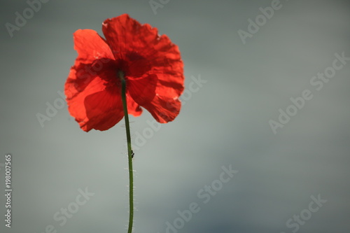 Amapola al borde del agua