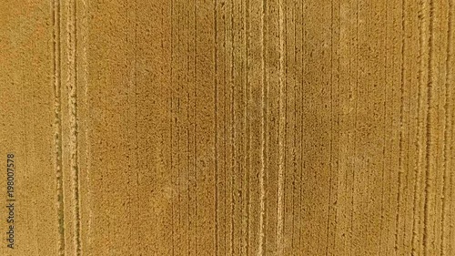 Cornfield in Ireland