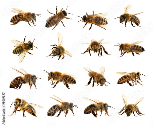 group of bee or honeybee in Latin Apis Mellifera © Daniel Prudek