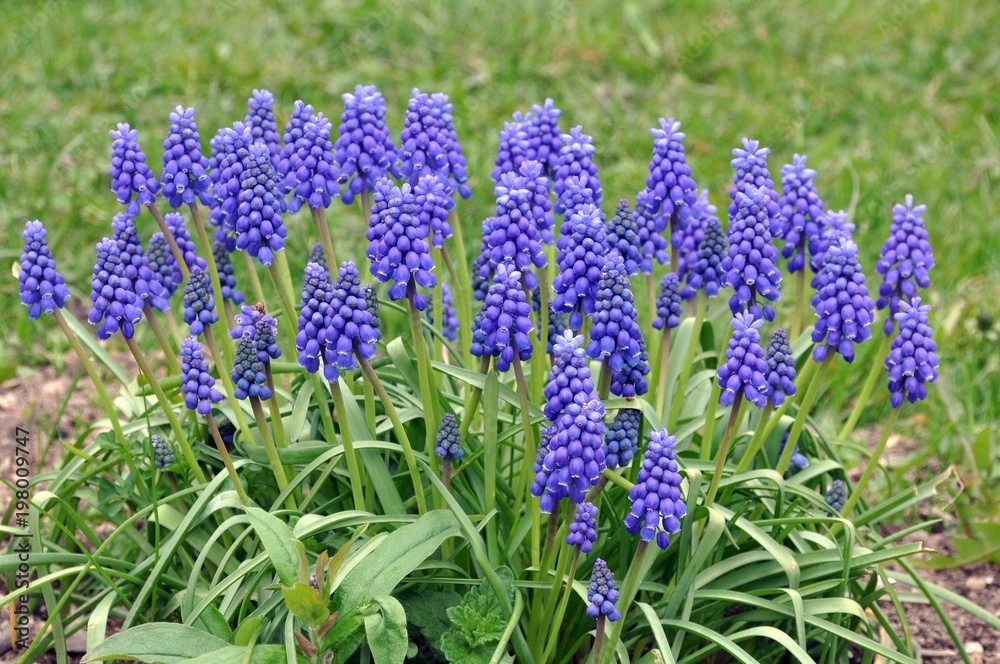 Fototapeta premium Traubenhyazinthen