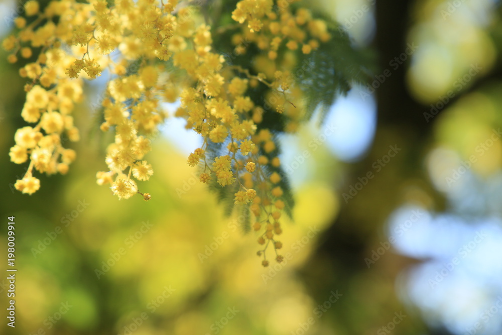 Mimosa Mimosa