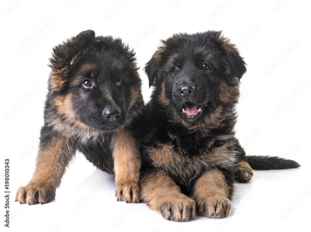 puppies german shepherd puppies german shepherd