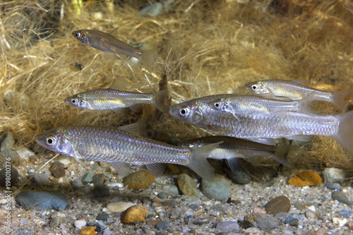 Underwater photography of freshwater fish Stone moroko, Pseudorasbora parva in the beautiful clean pound. Underwater shot with nice natural light. Wild life animal. Tschebatschek in river habitat. photo