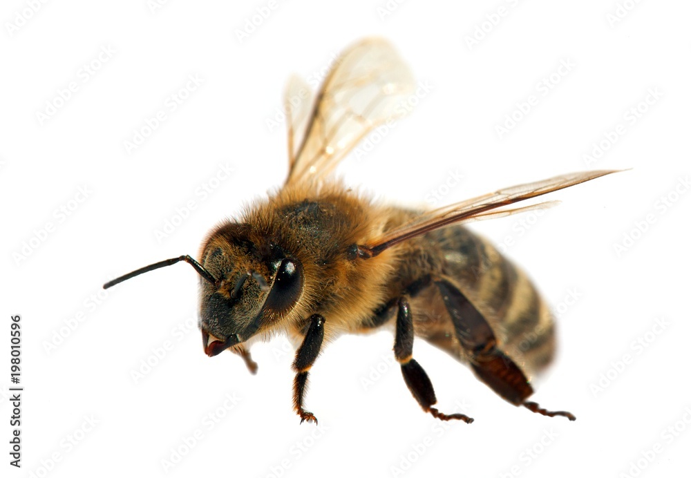 bee or honeybee in Latin Apis Mellifera bee or honeybee in Latin Apis Mellifera