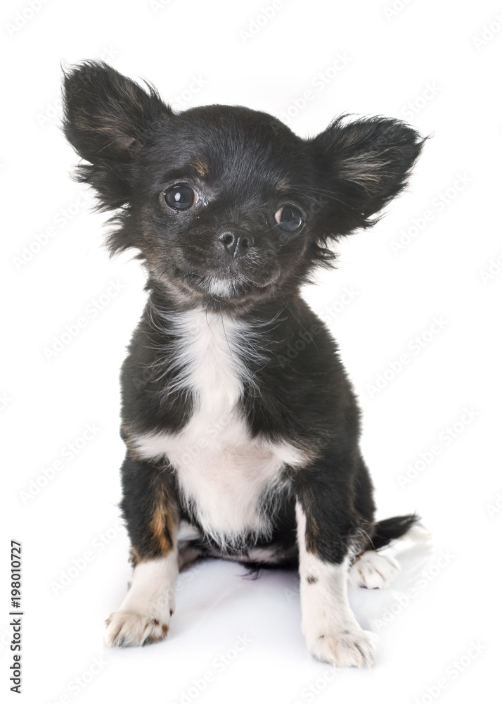 puppy chihuahua in studio puppy chihuahua in studio
