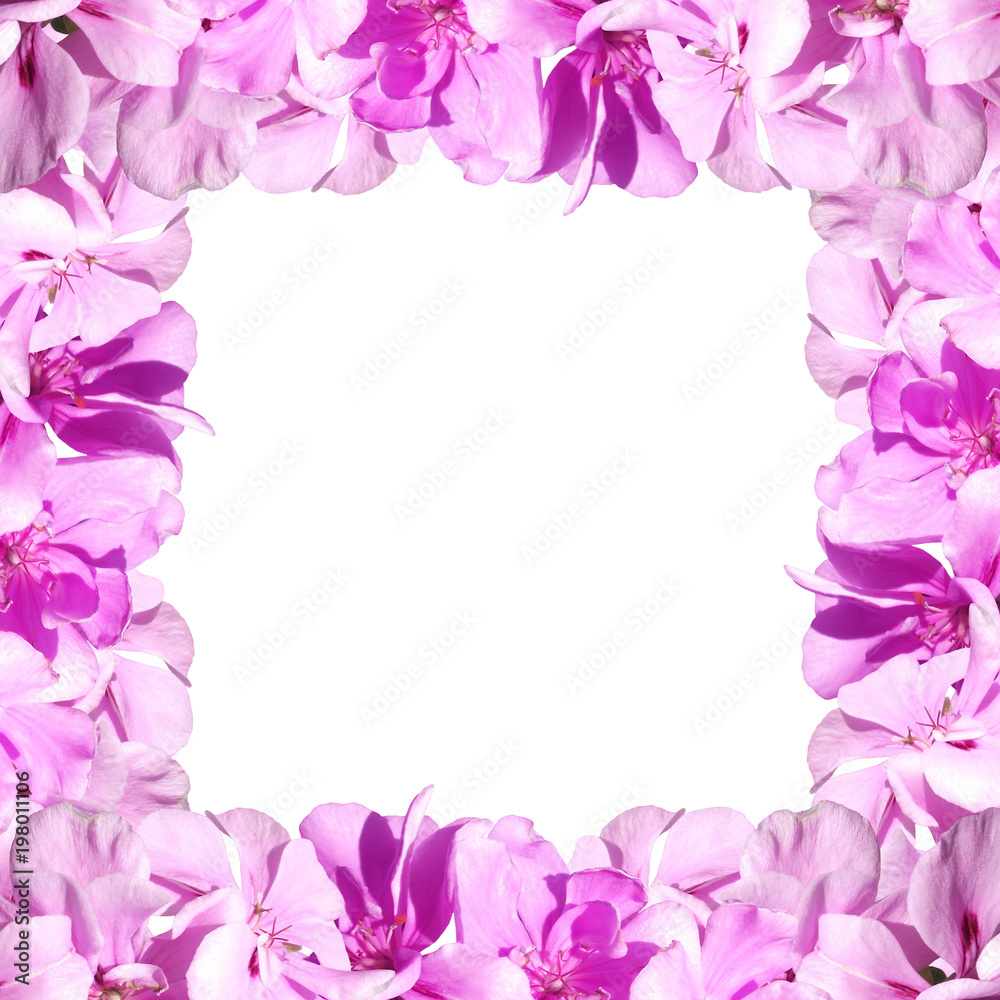 Beautiful floral background of purple pelargonium Beautiful floral background of purple pelargonium