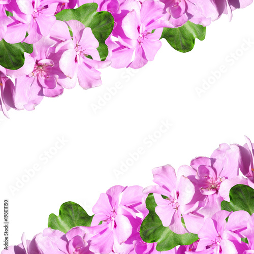 Fototapeta Naklejka Na Ścianę i Meble -  Beautiful floral background of purple pelargonium 