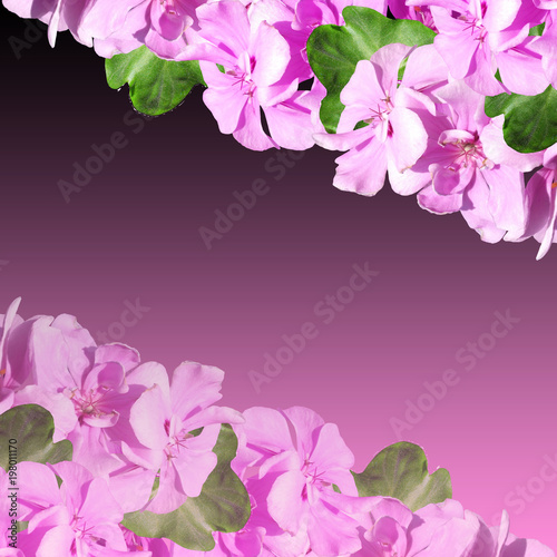 Fototapeta Naklejka Na Ścianę i Meble -  Beautiful floral background of purple pelargonium 