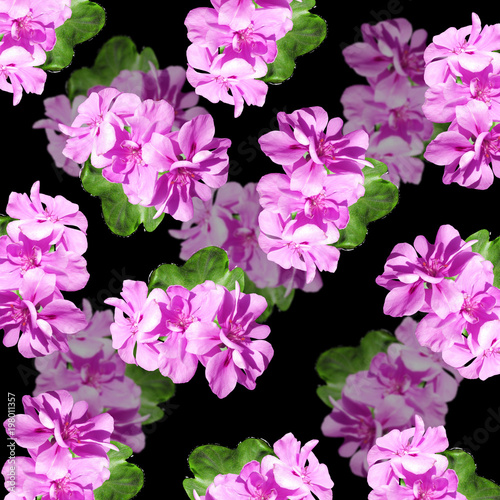 Fototapeta Naklejka Na Ścianę i Meble -  Beautiful floral background of purple pelargonium 
