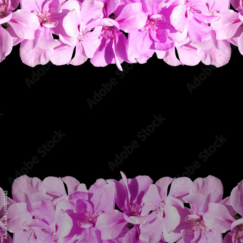 Fototapeta Naklejka Na Ścianę i Meble -  Beautiful floral background of purple pelargonium 