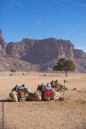 Camels. Jordan landscape. Wadi Ram desert.