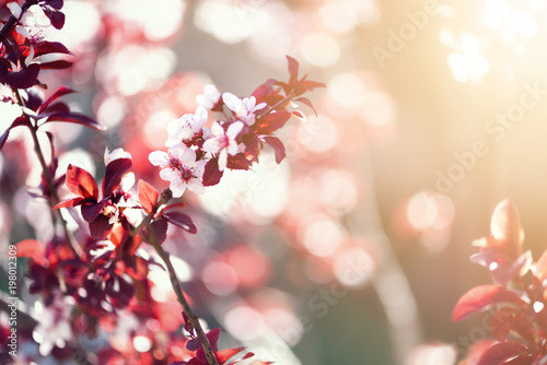 Blooming japanese cherry tree. Blossom sakura flowers. Sunny day and spring nature background. Easter concept. Copy space.