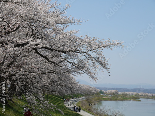 桜。一目千本桜。大河原　宮城　日本。４月中旬。 photo