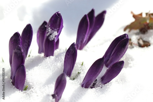 Wintereinbruch im Frühling - griechische Krokusse lugen aus dem Schnee heraus