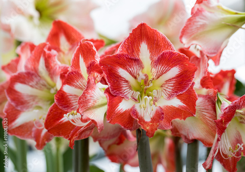 red and white amaryllis flower blooming in a natural garden