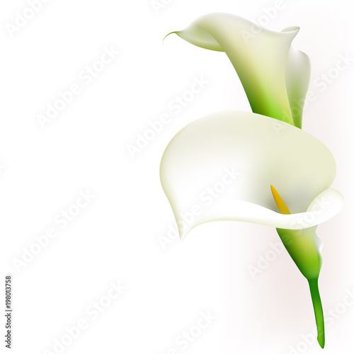 Foto Callas. Flowers. Floral background. White. Bouquet. Border.