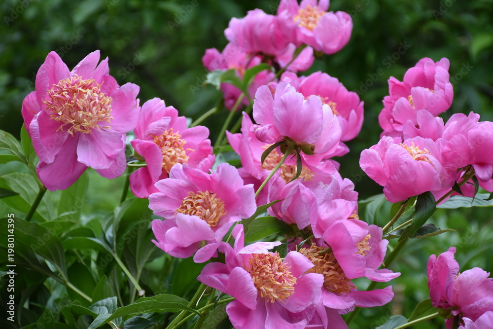 Hot Pink Peony Bush Hot Pink Peony Bush