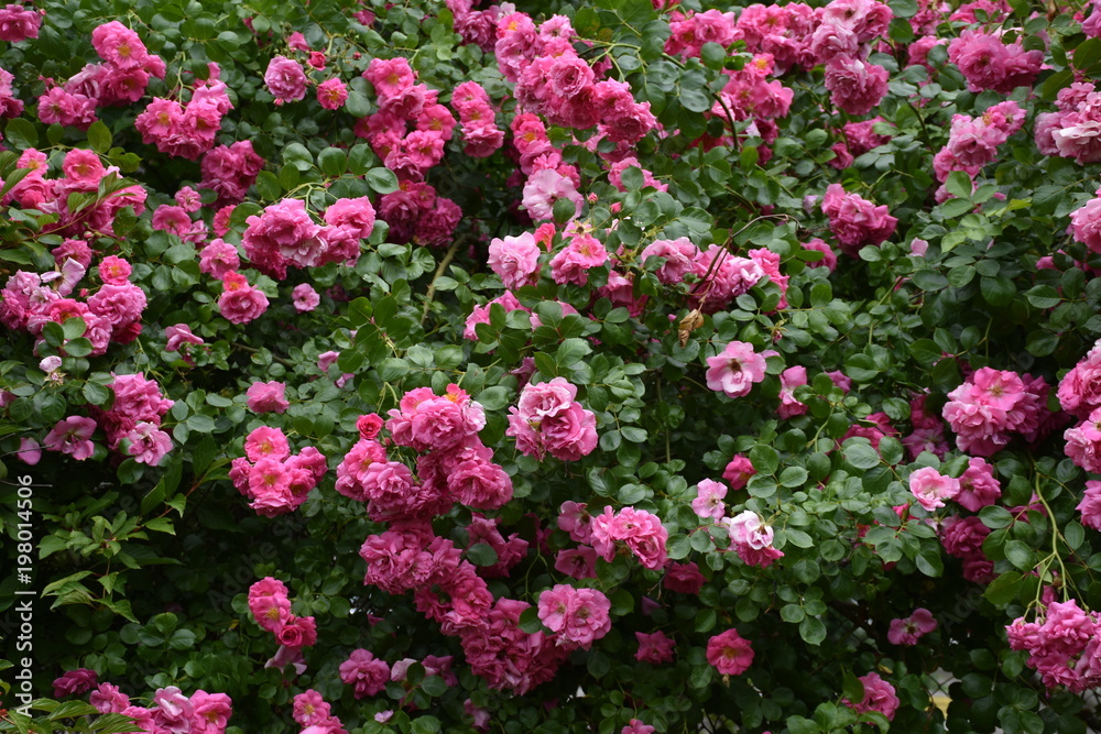 Pink Roses Bush Background Texture