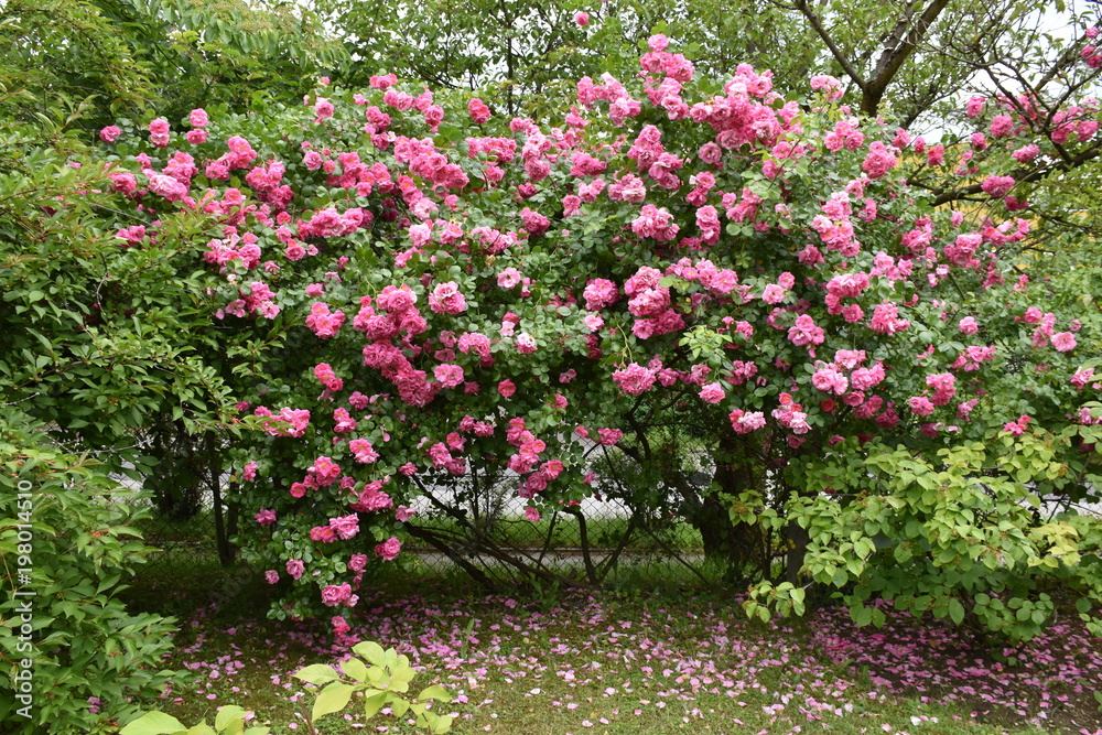 Pink Roses Bush Garden