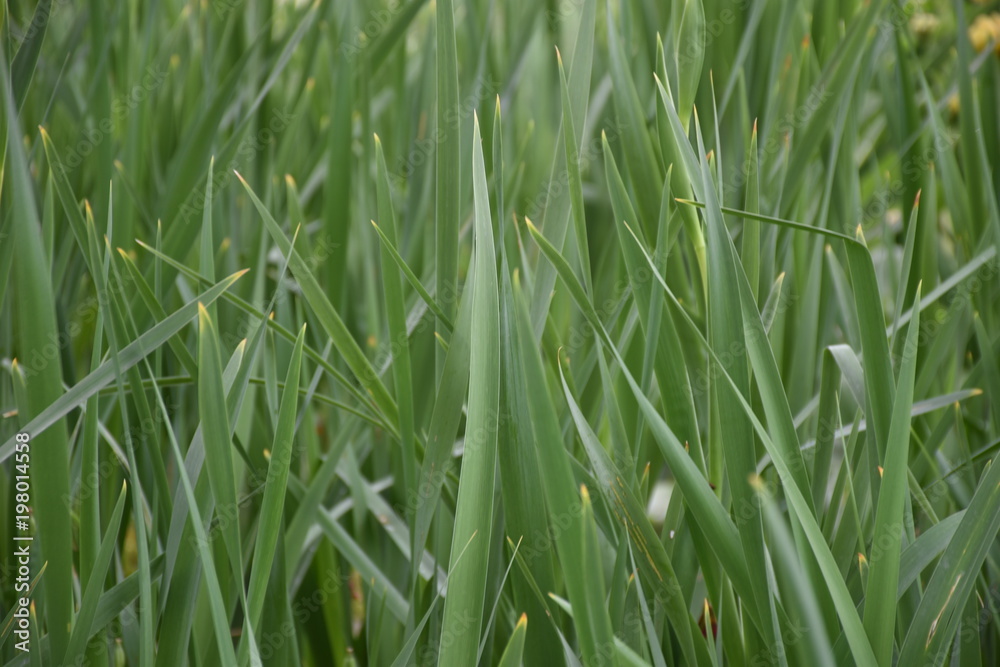 Green Grass Foliage Background Texture Green Grass Foliage Background Texture