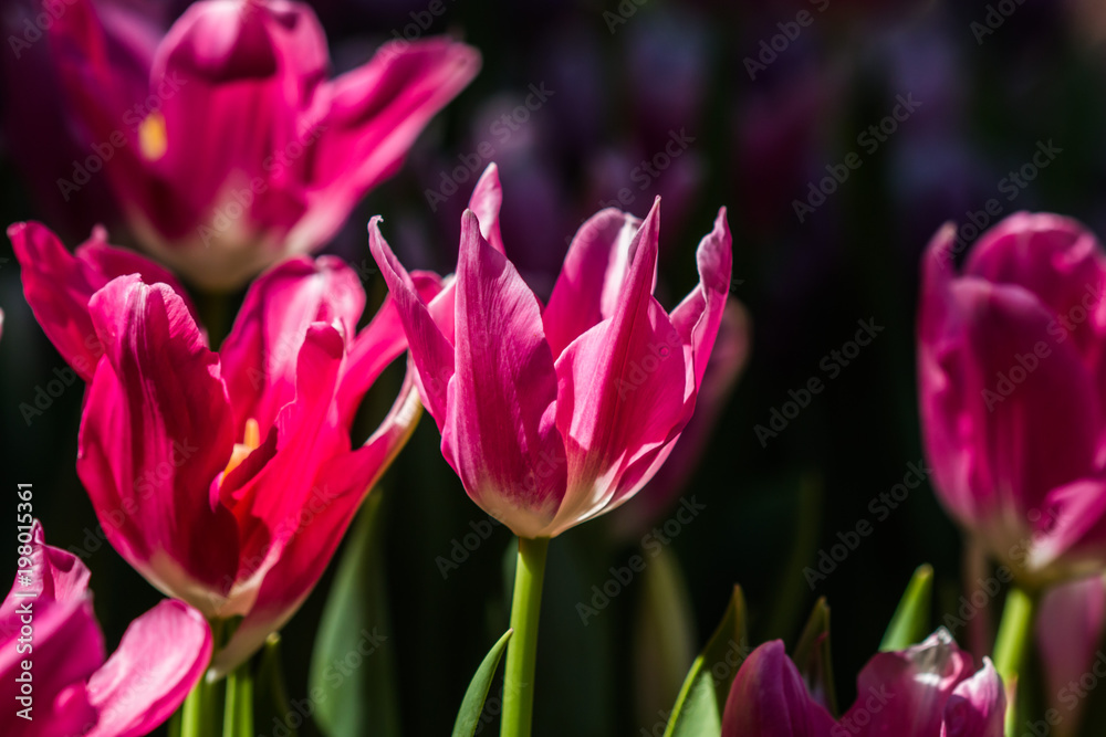 Tulip in winter Thailand