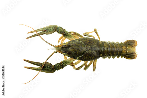 green crayfish on isolated white background