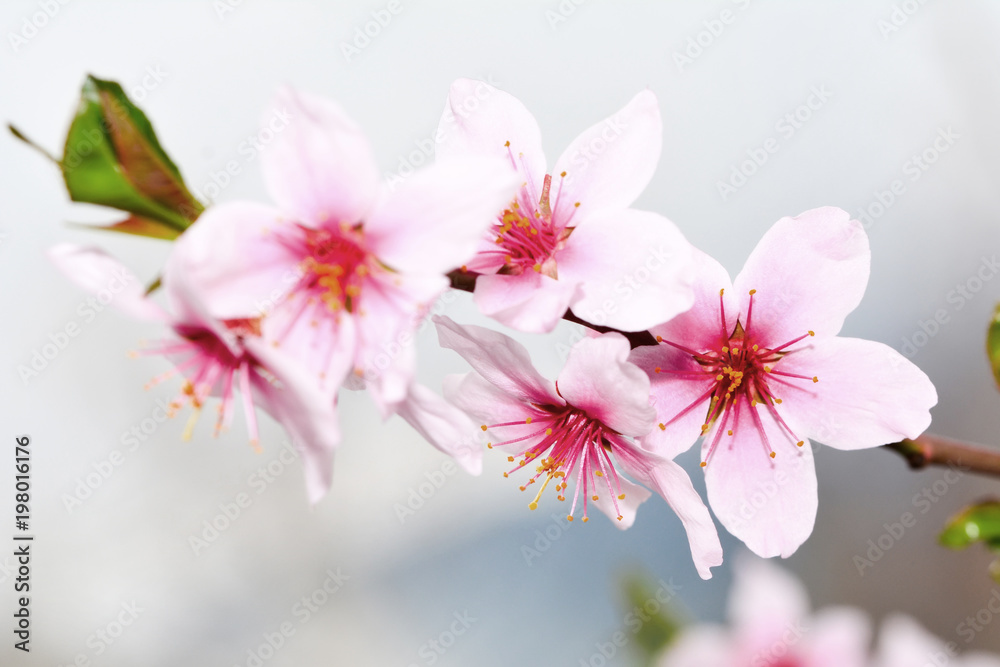 Beautiful floral spring abstract background of nature. Beautiful floral spring abstract background of nature.