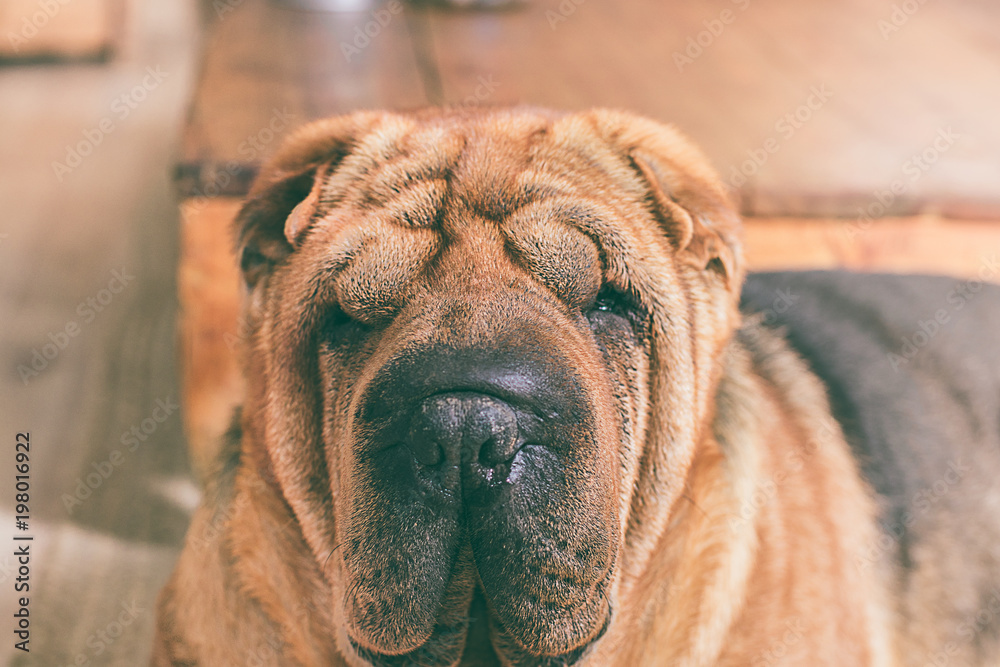 Portrait of a Sharpei dog