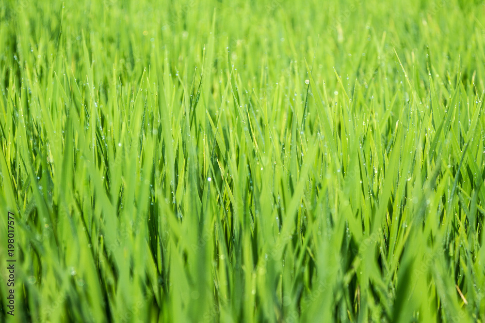 Green Rice Field Green Rice Field